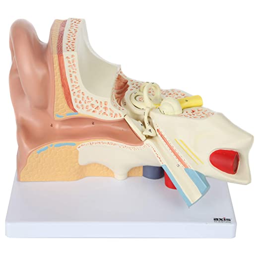 A 3-D model of the human ear with various colors to represent the different structures and parts displayed on a white background. The manufacturer name "Axis" is located on the lower right of the model on a white base. 