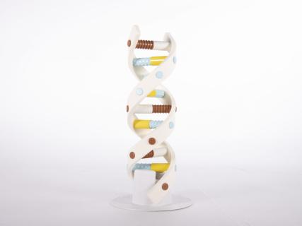 Picture of the DNA-Twist Model