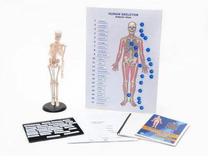 Picture of touch, label and learn human skeleton kit. 