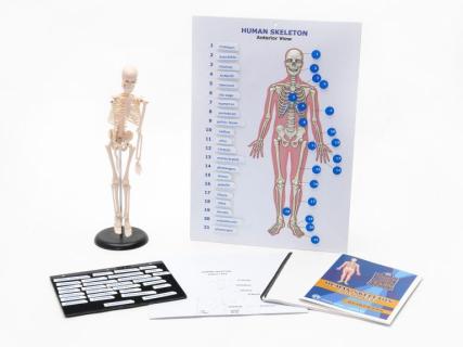 Picture of touch, label and learn human skeleton kit.