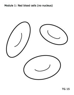 ABLM Red Blood Cell Scaled